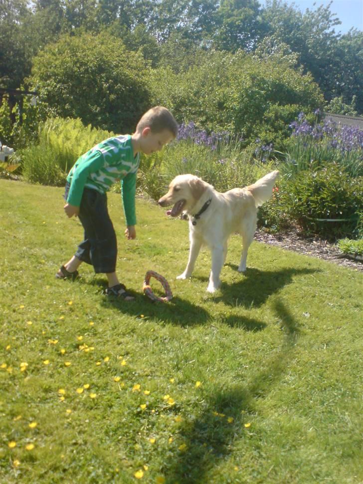 Blanding af racer Laika billede 4