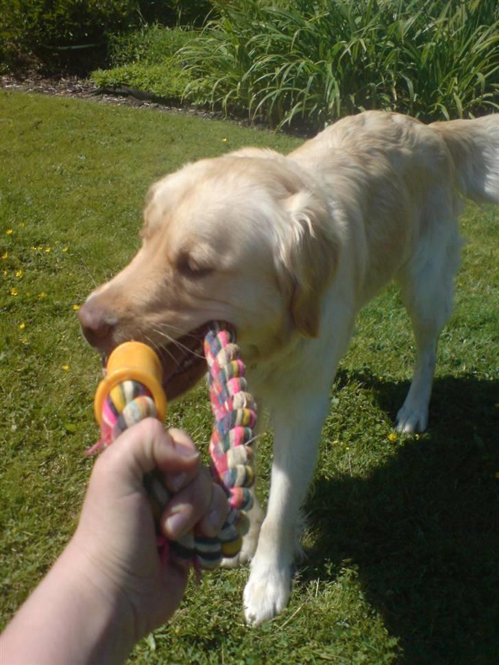 Blanding af racer Laika billede 5