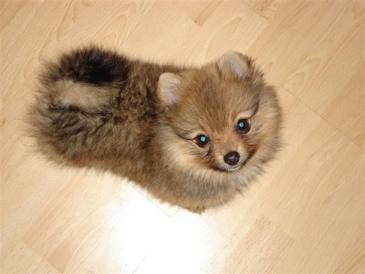 Pomeranian Disney billede 1