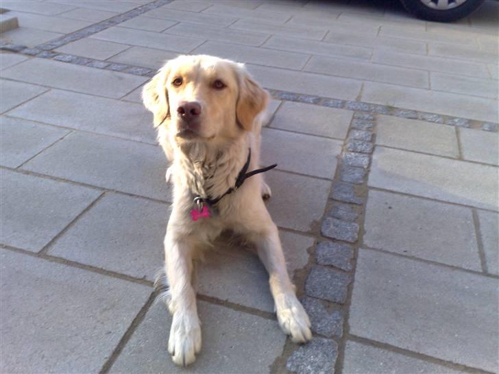 Blanding af racer Laika billede 6