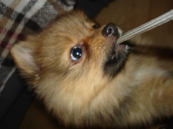 Pomeranian Disney billede 2