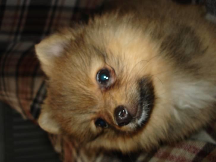 Pomeranian Disney billede 3