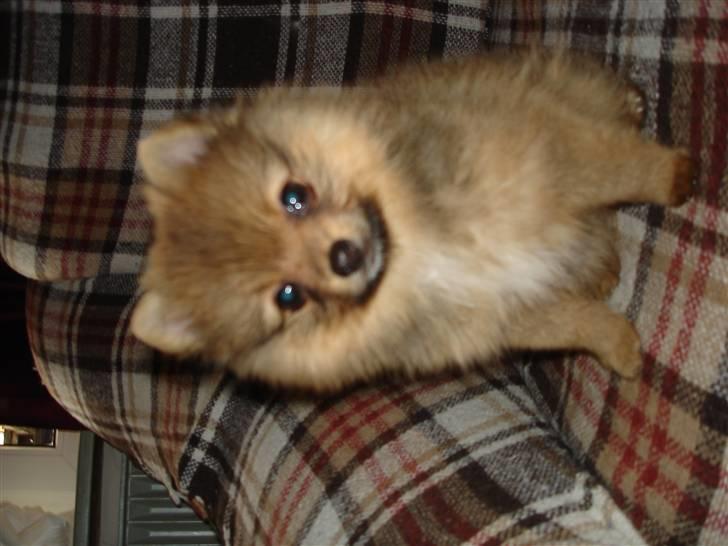 Pomeranian Disney billede 4