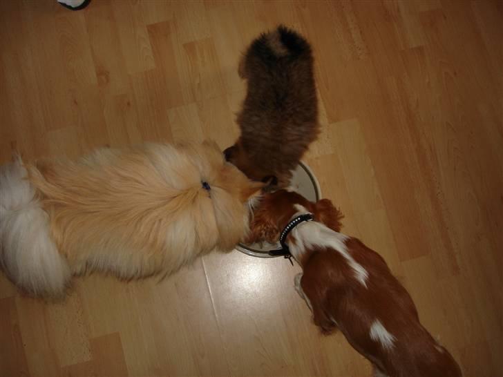 Pomeranian Disney billede 5