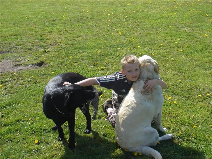 Labrador retriever bino - her er jeg sammen med mine to hunde billede 1