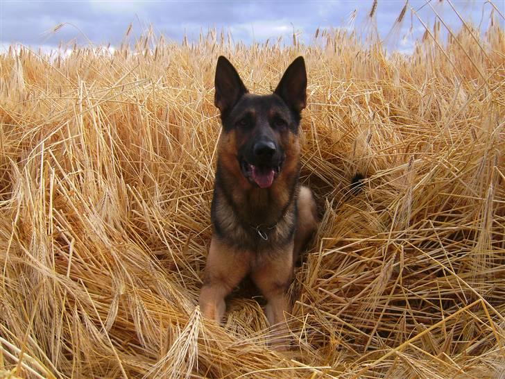 Schæferhund Cassius billede 19