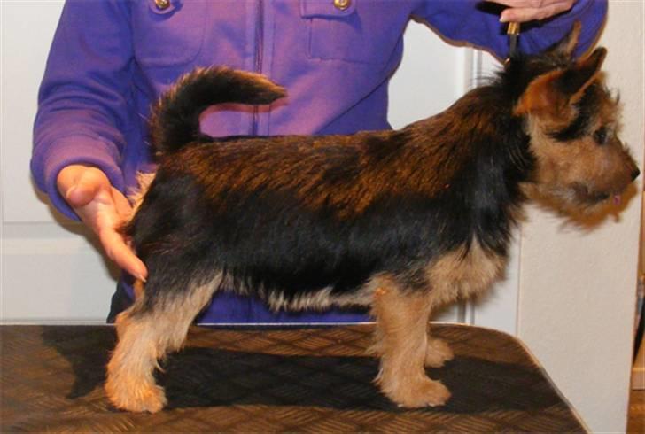 Norwich terrier Champ billede 14