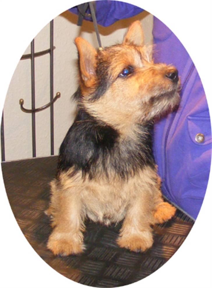 Norwich terrier Champ billede 15