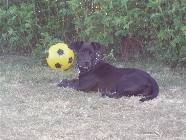 Blanding af racer milla billede 12