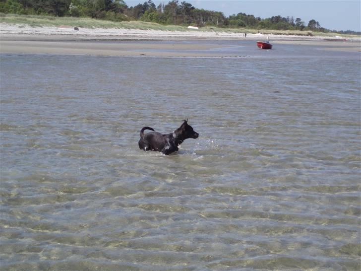 Blanding af racer milla billede 13