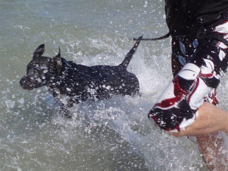 Blanding af racer milla billede 14