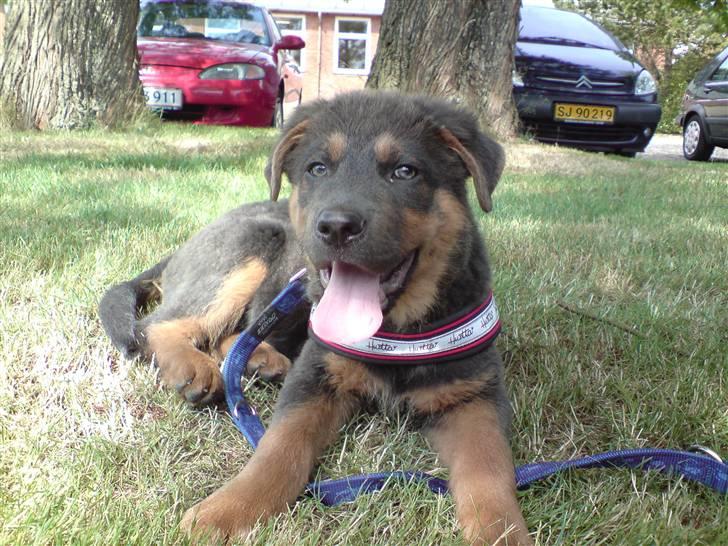 Blanding af racer Dino *død* billede 1