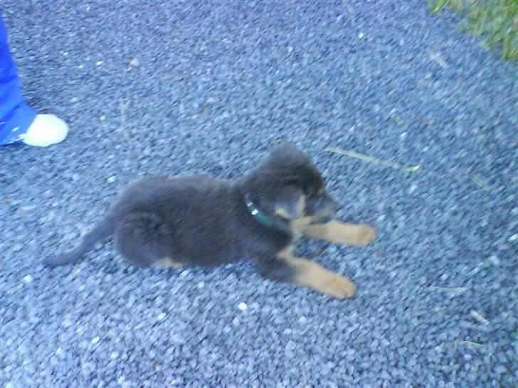 Blanding af racer Dino *død* billede 2