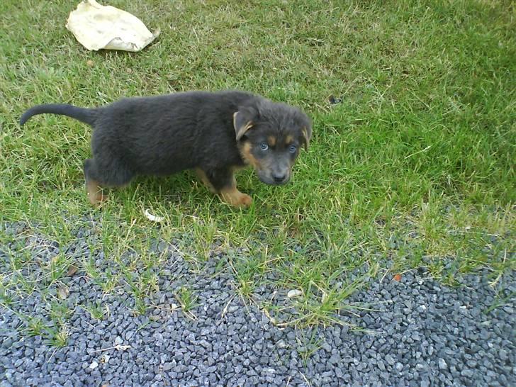 Blanding af racer Dino *død* billede 4