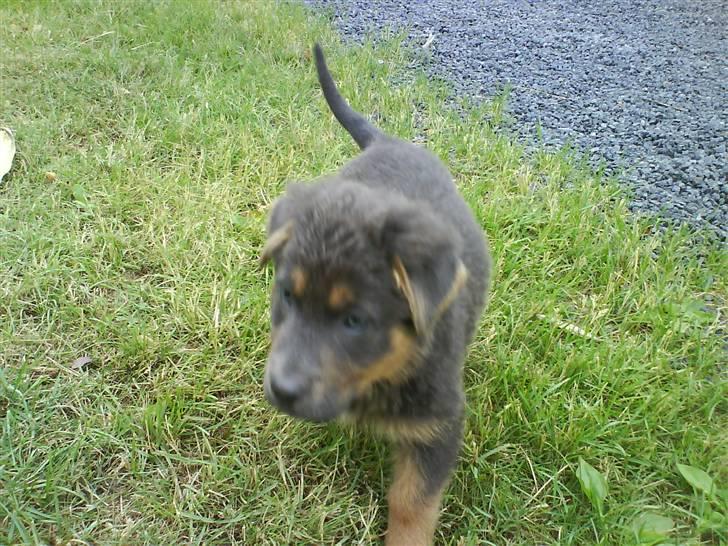 Blanding af racer Dino *død* billede 5