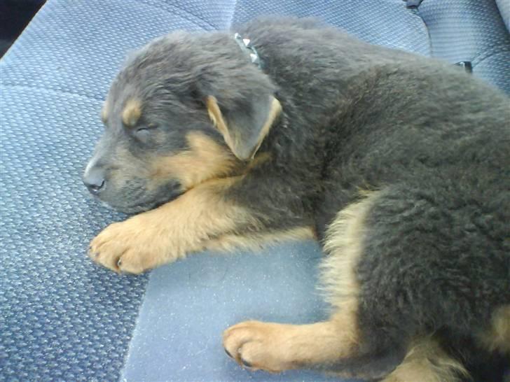 Blanding af racer Dino *død* billede 6