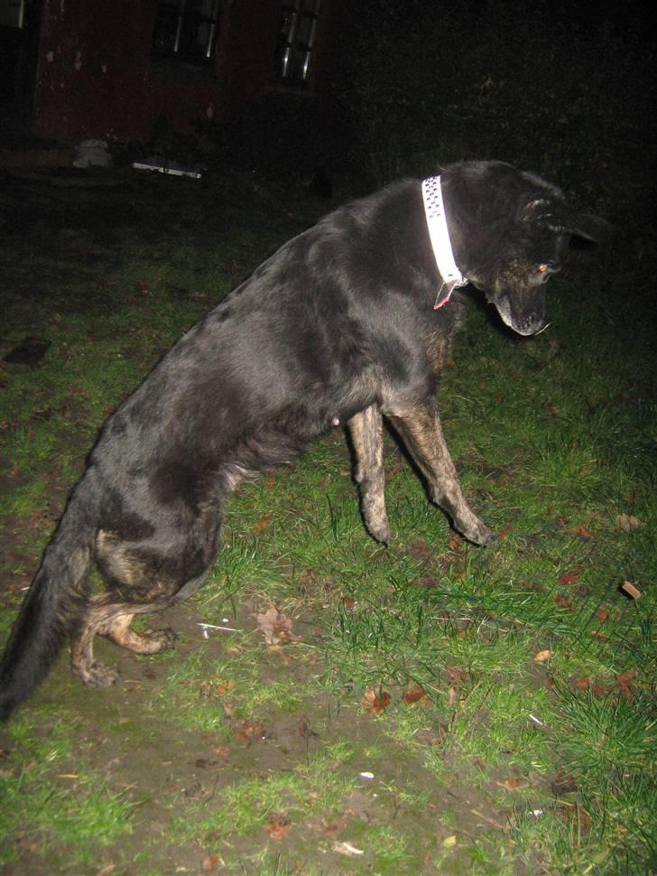 Blanding af racer Fie *Hvil i fred min skat - Nu skal du få, ska du.  billede 3