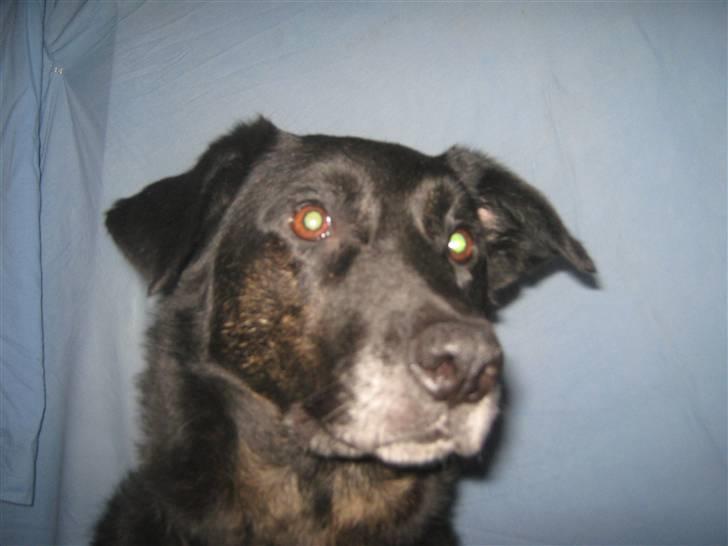 Blanding af racer Fie *Hvil i fred min skat - Er jeg ikke fin? billede 6