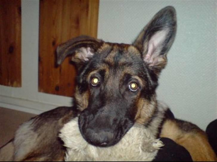 Blanding af racer Basse - ligger lige og gumler på en elg!mums lækkert billede 1