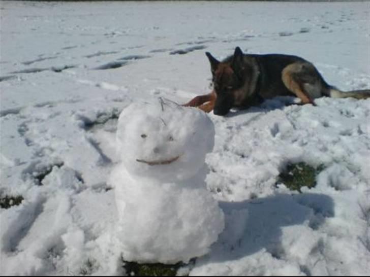 Blanding af racer Basse - det er lækkert her i sneen! billede 2