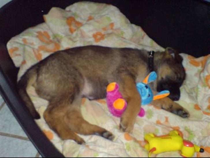 Blanding af racer Basse - åh hvor er jeg træt! kom bamse vi ska sove billede 3