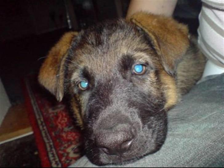 Blanding af racer Basse - se hvor sød jeg er! billede 4