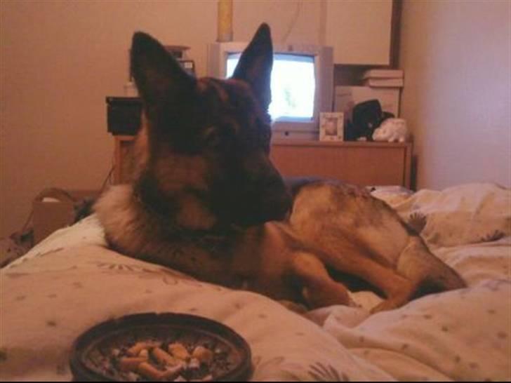 Blanding af racer Basse - ser film med min mor selvom jeg vender forkert! billede 5