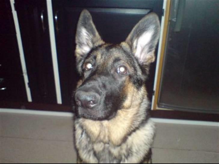 Blanding af racer Basse - har du guff til mig? billede 6