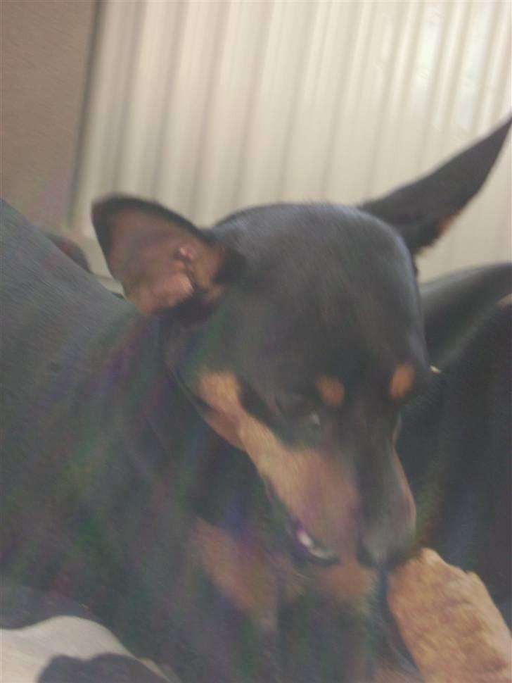 Dvaergpinscher Tulle. billede 10