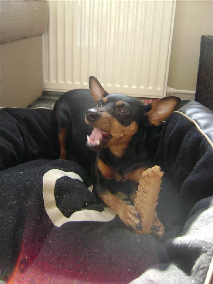 Dvaergpinscher Tulle. billede 11