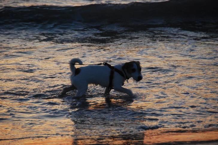 Jack russell terrier Bertha - på stranden billede 1