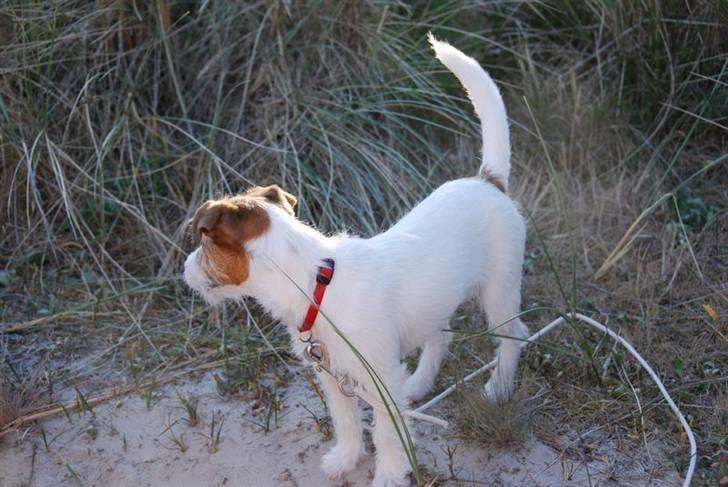 Jack russell terrier Bertha - på klitten billede 2