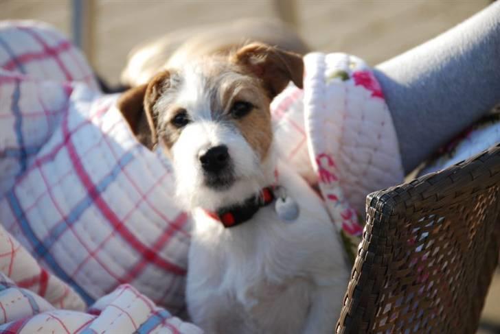 Jack russell terrier Bertha - det er vamt og tid til midagsluren billede 3