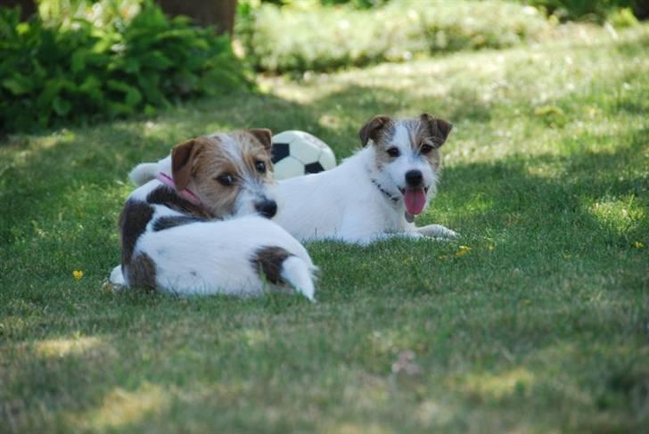 Jack russell terrier Bertha - søskende kram billede 4