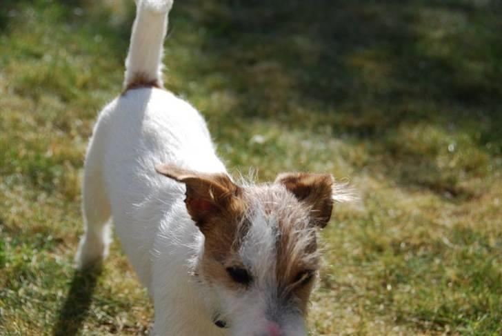 Jack russell terrier Bertha - jeg kan ikke se dig billede 5