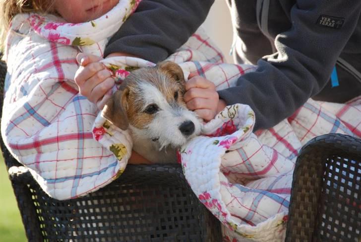 Jack russell terrier Bertha - godnat billede 6