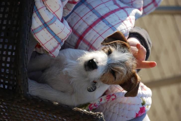 Jack russell terrier Bertha - hejsa så er jeg oppe billede 7