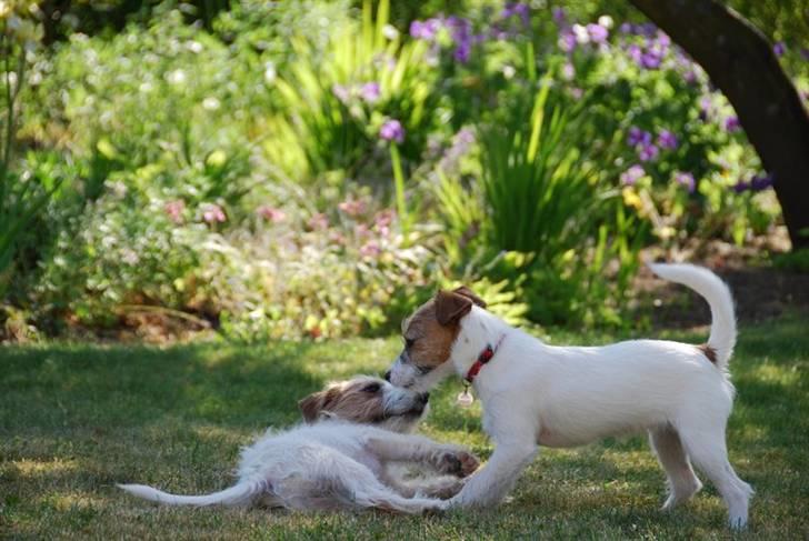 Jack russell terrier Bertha - skal vi lege fangeleg billede 9