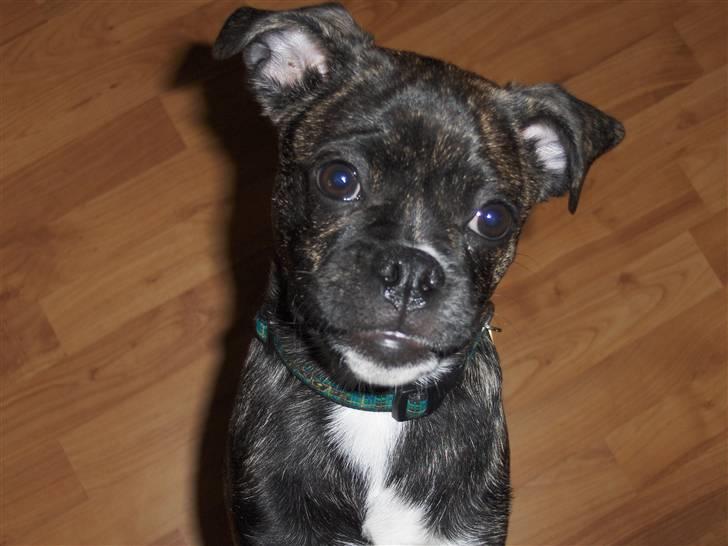 Blanding af racer Buddy billede 1