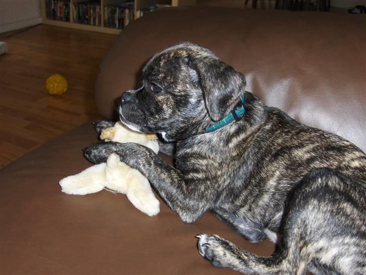 Blanding af racer Buddy billede 2