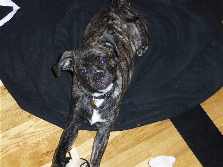 Blanding af racer Buddy billede 3