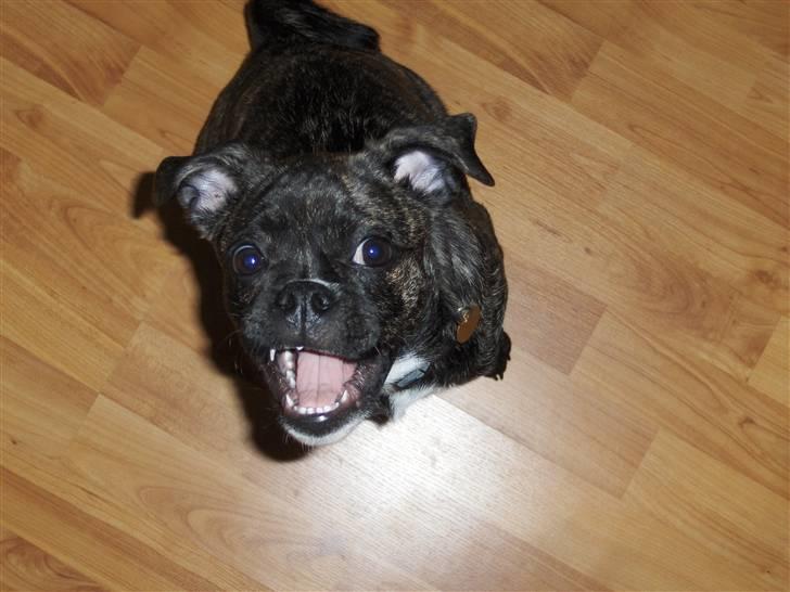 Blanding af racer Buddy billede 4