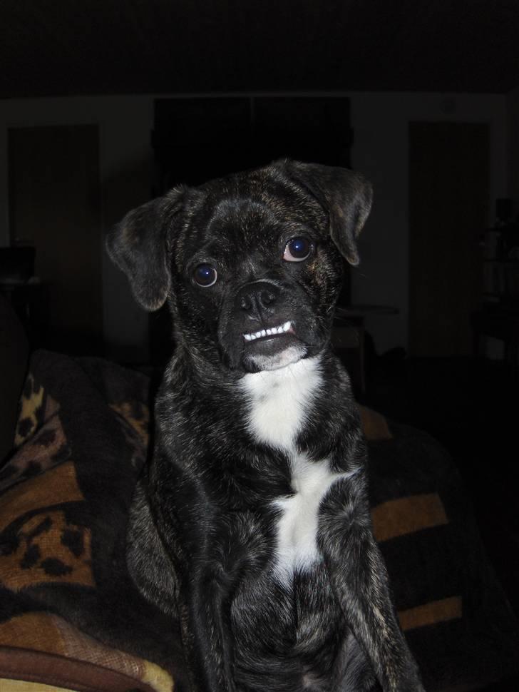 Blanding af racer Buddy - Colgate smilet! billede 5