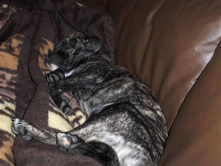 Blanding af racer Buddy billede 6