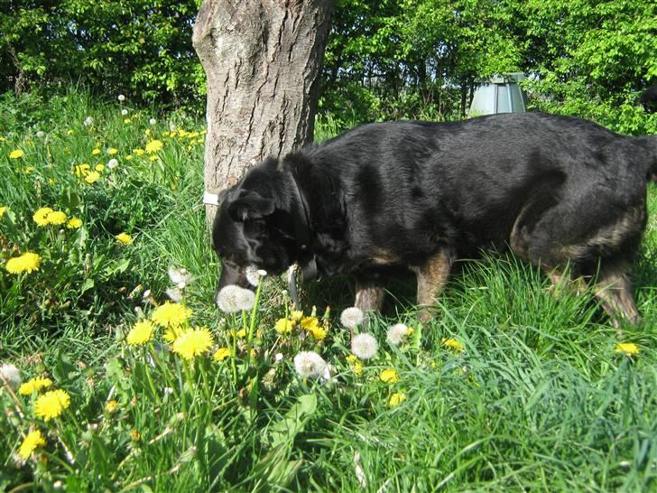 Blanding af racer Fie *Hvil i fred min skat - Uhh der dufter godt her i græsset billede 7