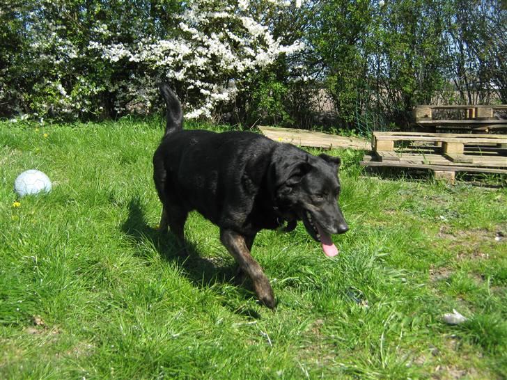 Blanding af racer Fie *Hvil i fred min skat - Prøver at fange Checco billede 9