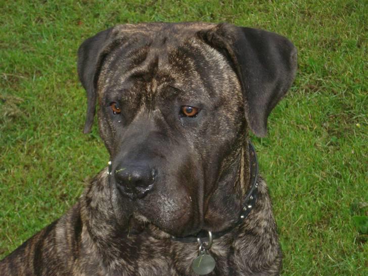 Dogo canario sofus R.I.P billede 1