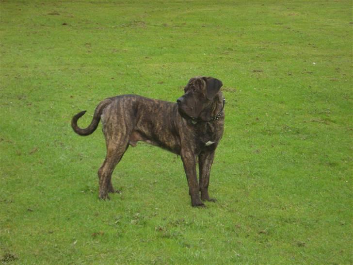 Dogo canario sofus R.I.P billede 2