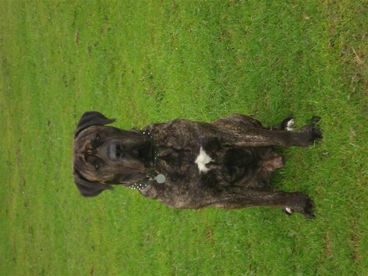 Dogo canario sofus R.I.P billede 3