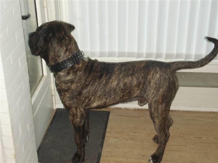 Dogo canario sofus R.I.P billede 4